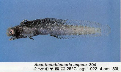 Acanthemblemaria aspera